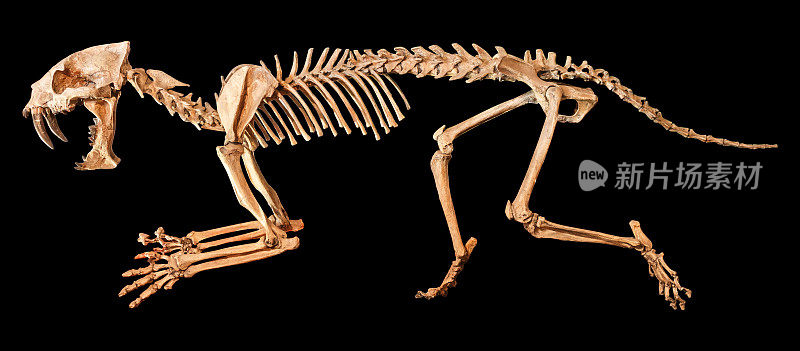 剑齿虎(Hoplophoneus primaevus)骨骼。孤立的背景